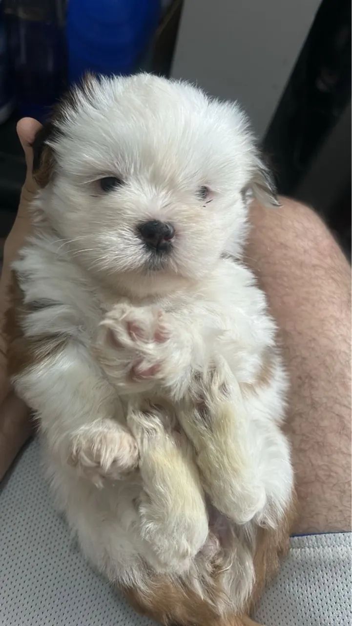 Filhote de Shih Tzu - Pelúcia de Patinhas - Foto 3