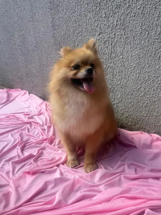 Fêmea Spitz Alemão - Foto 3