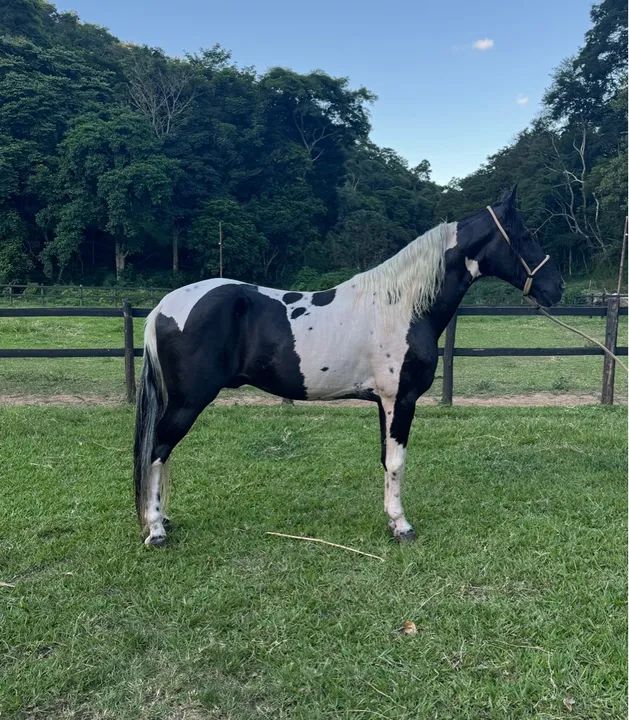 Cavalo de marcha picada Homozigoto - Foto 4