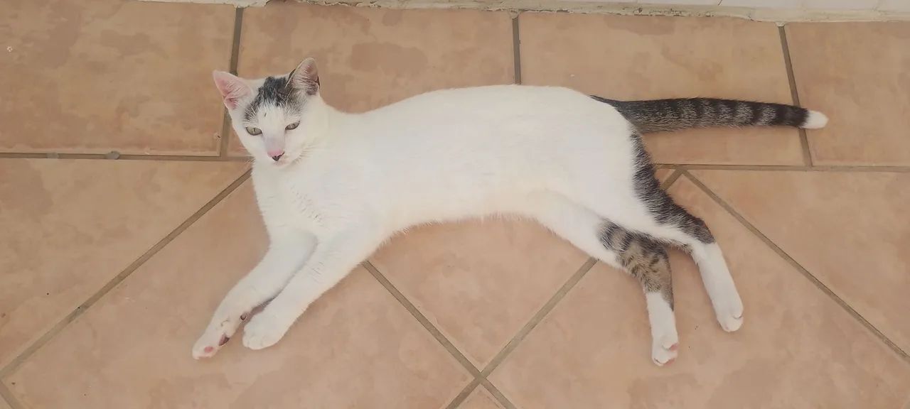 Gatos (10 meses) - Foto 4