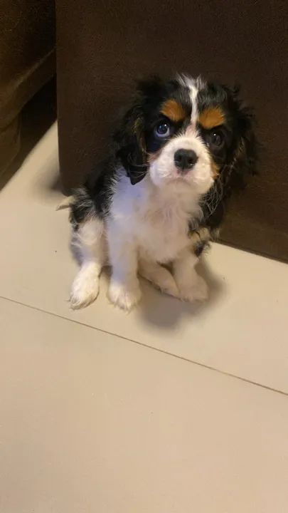 Cavalier variadas cores a pronta entrega  - Foto 2