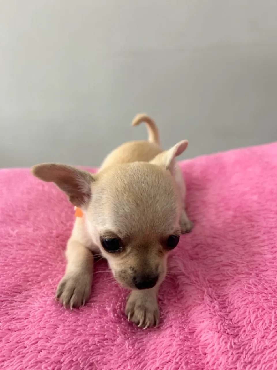 Filhote de Chihuahua fêmea pelo curto