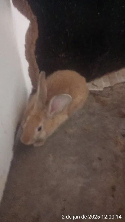 Vende-se fêmea de coelho ?