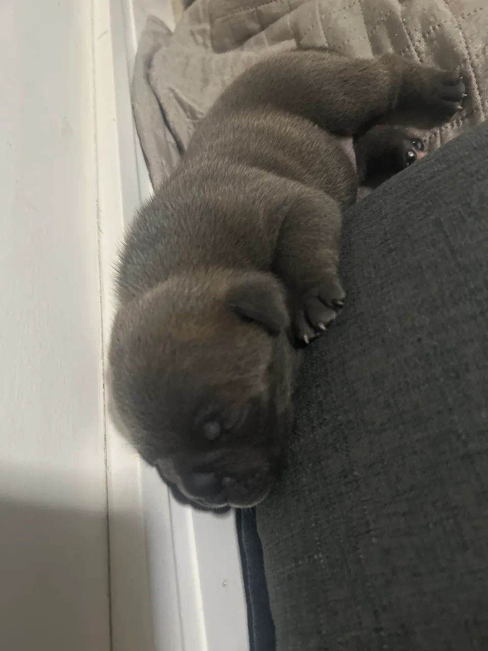 American Bully  - Foto 3