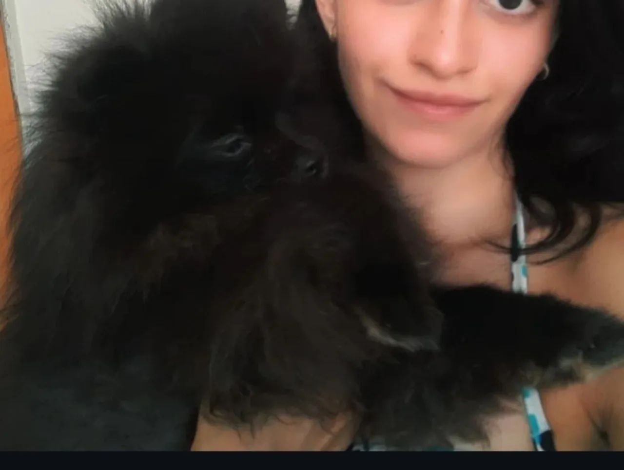 Lulu da Palmerania fêmea 