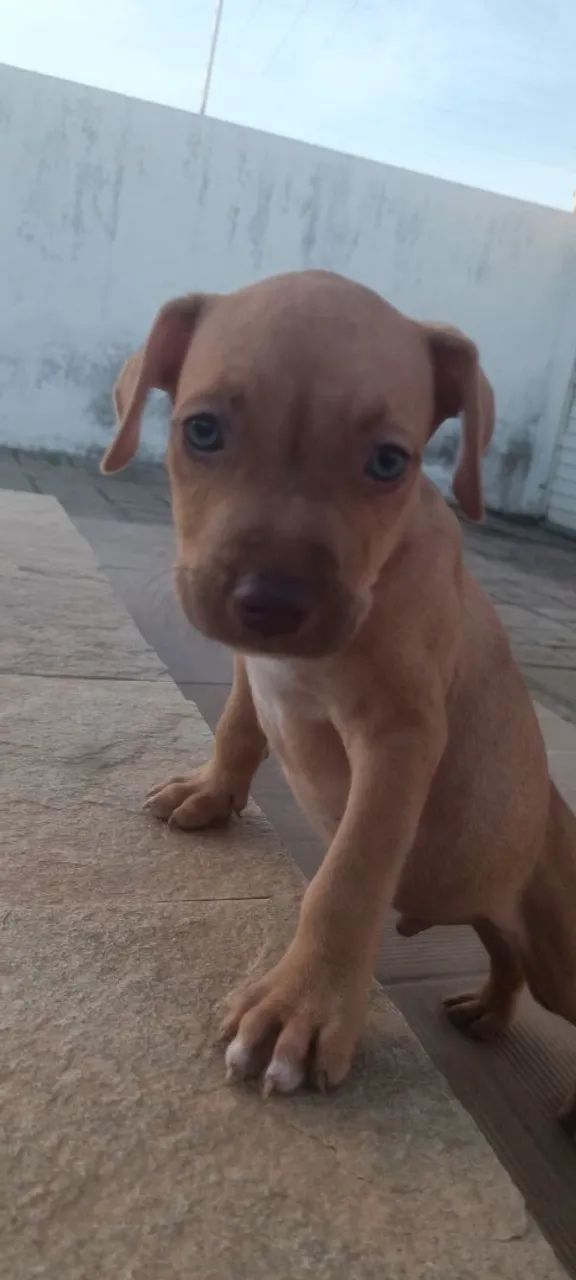Filhote Pitbull de 45 dias  - Foto 4
