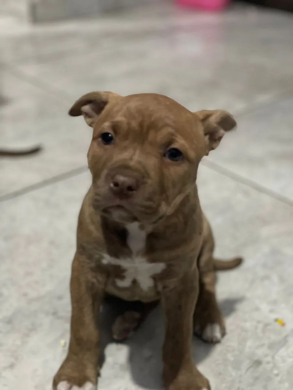 Filhotes pit bull - Foto 4