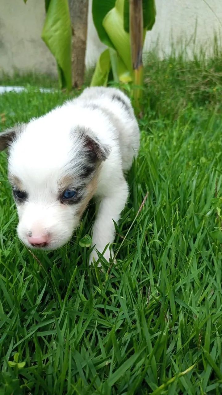 Linda fêmea de border collie merle - Foto 4