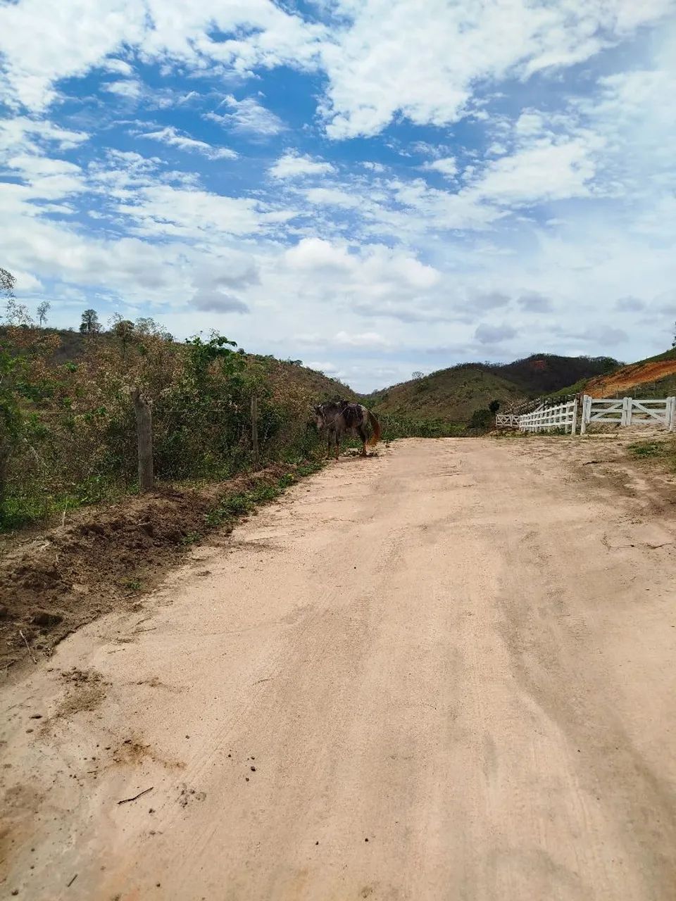 Cavalo bom barato - Foto 3