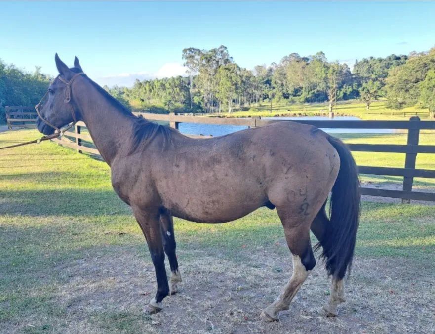 Castrado picaço bragado de barbada 