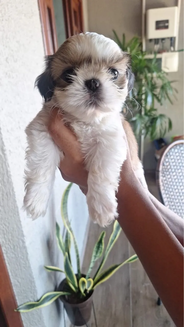 Filhote de Shih Tzu