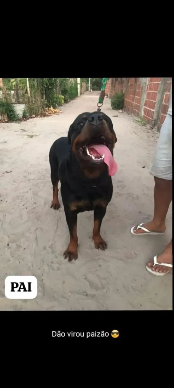 Rottweiler fêmea  - Foto 5