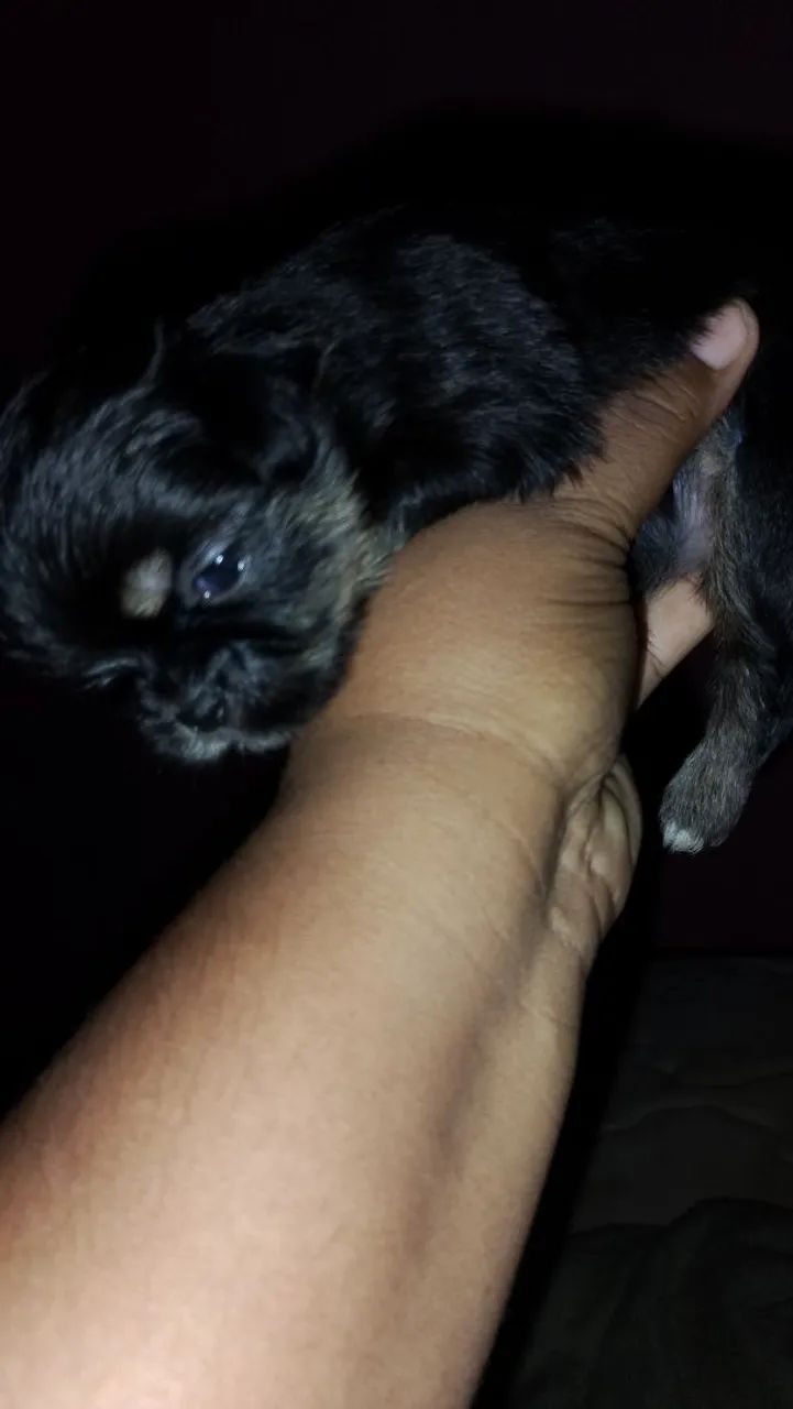 Shitzu 100% puro - Foto 2