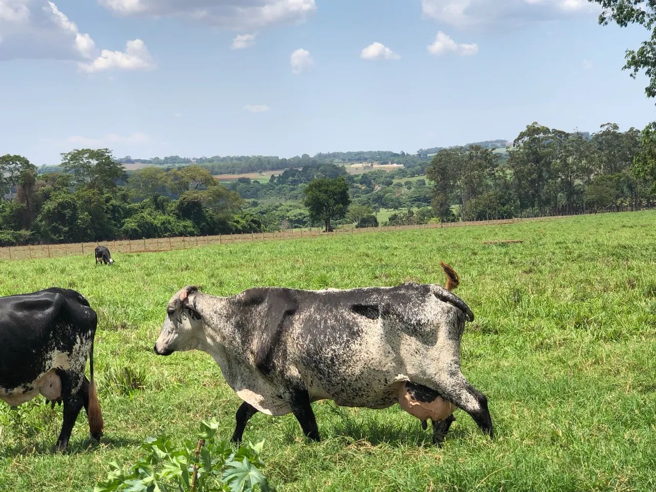 TOURO GIROLANDO - Foto 5