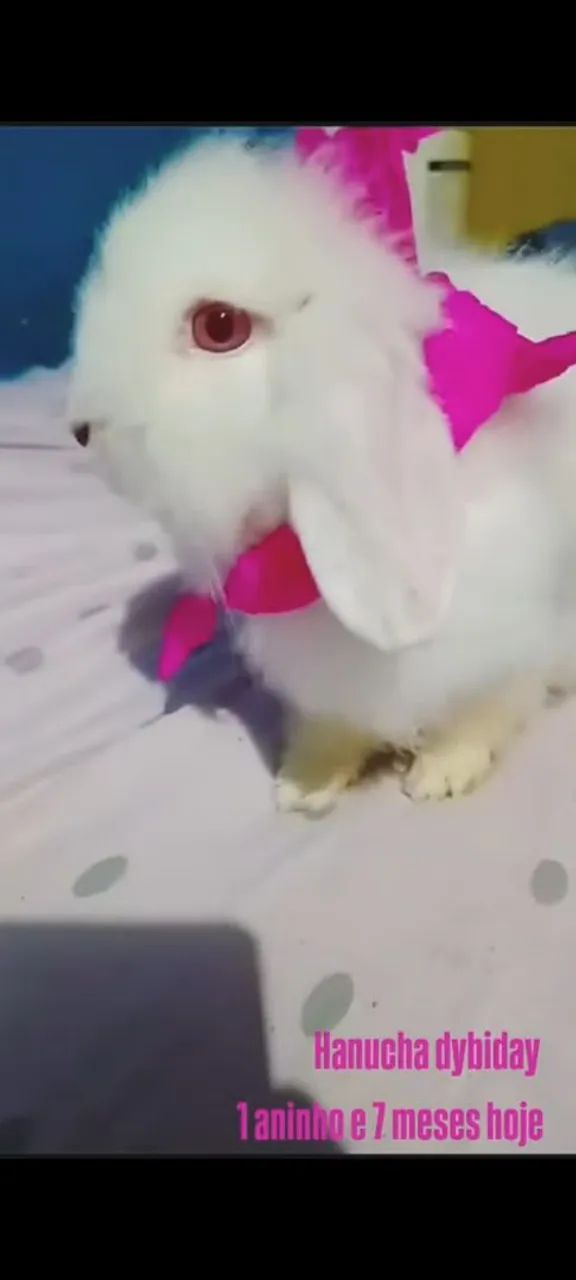 Filhotes de Coelho FUZZY 