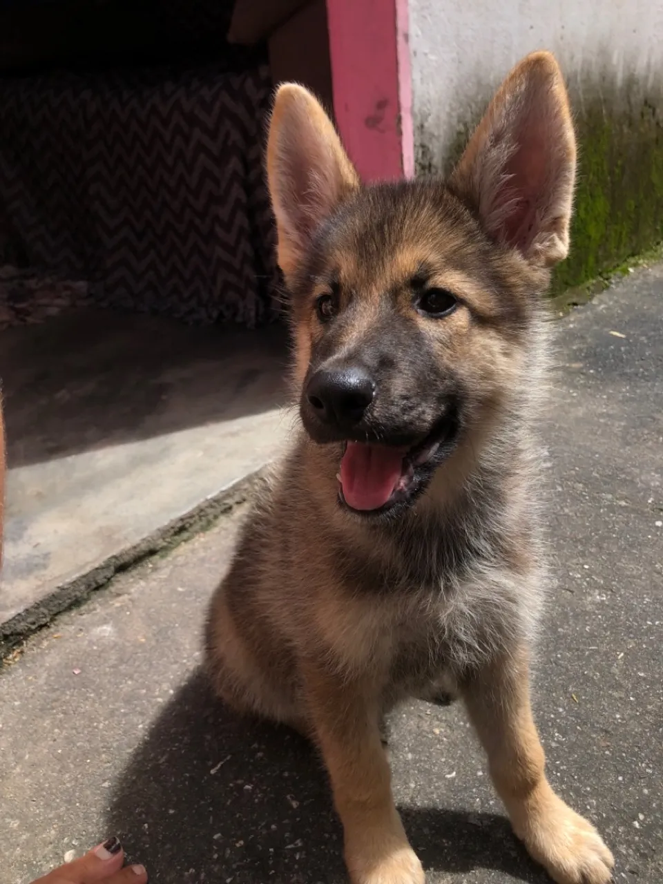 Filhote de Cachorro - Fofo e Brincalhão!
