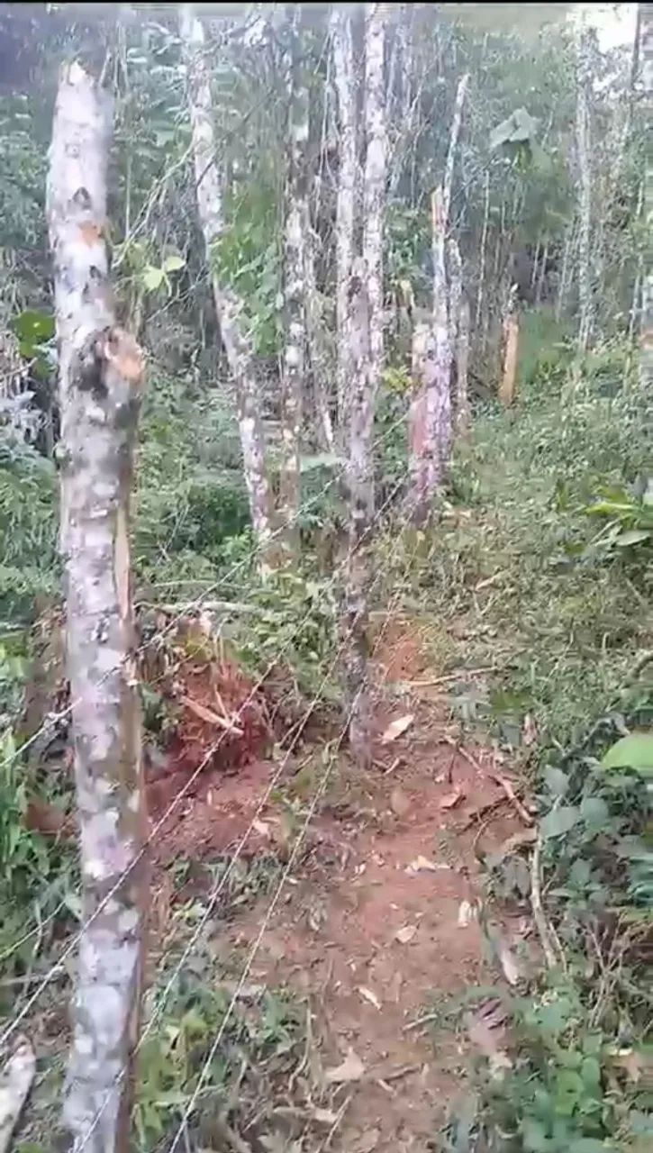 Foto - Ibiúna - 