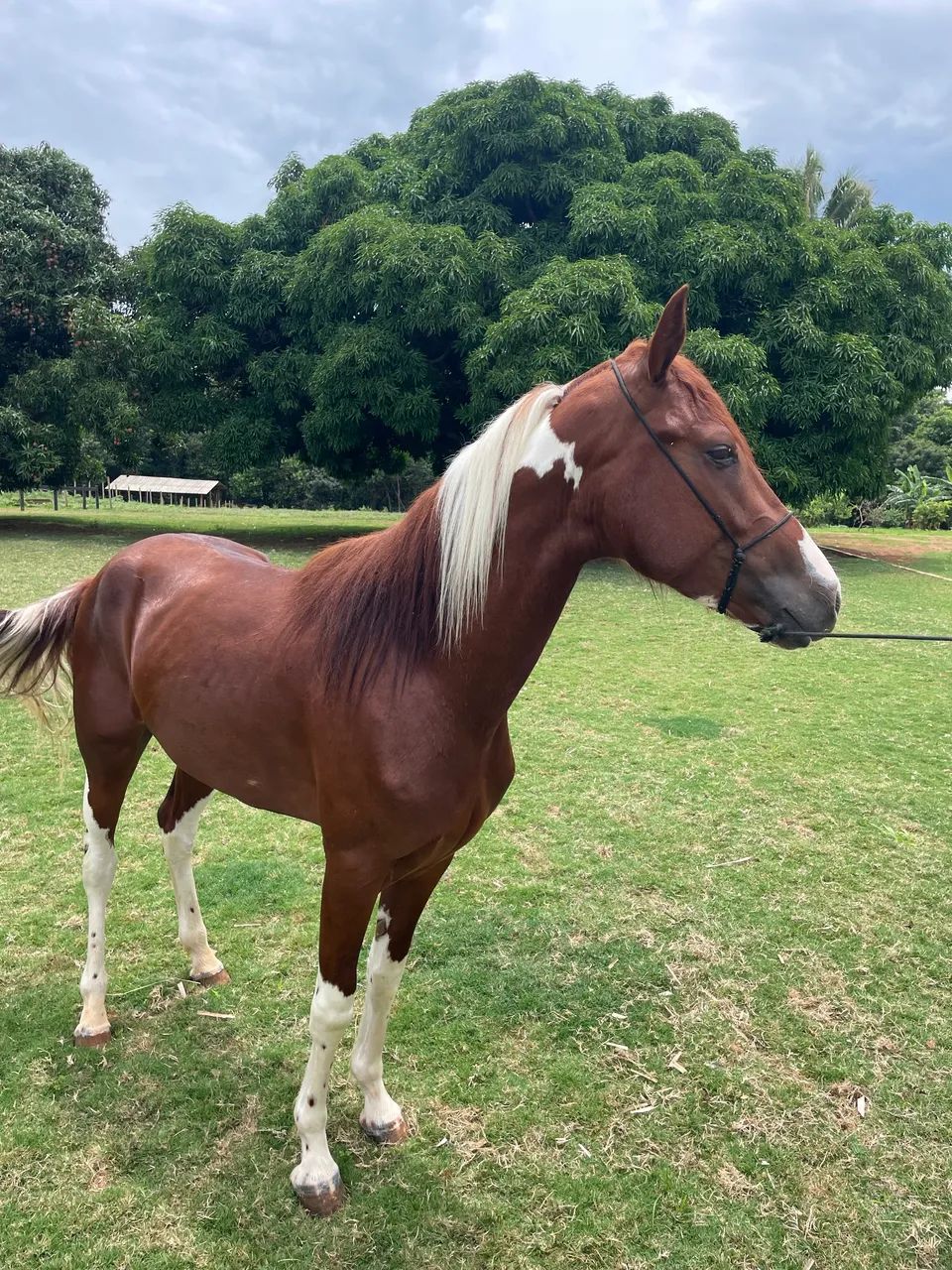 Cavalo Mangalarga  - Foto 5