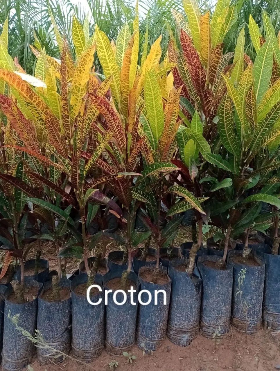 Mudas de Croton