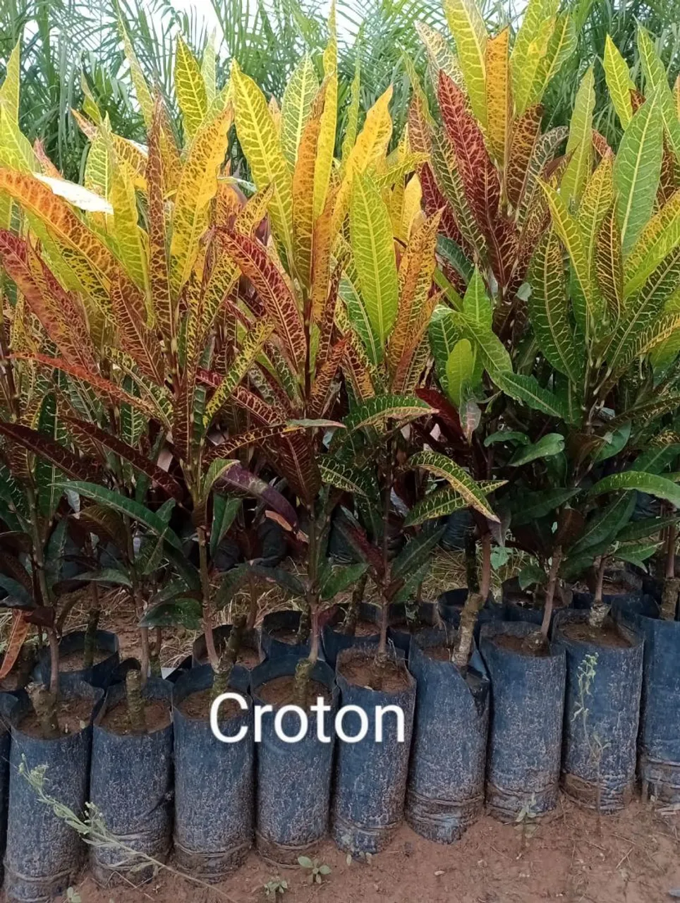 Mudas de Croton