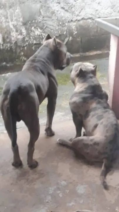 Filhote de pit monster  5 mês já vacinado com pedigree  - Foto 3