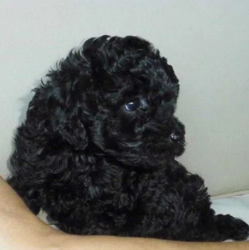 Super promoção poodle toy machinho purissimo