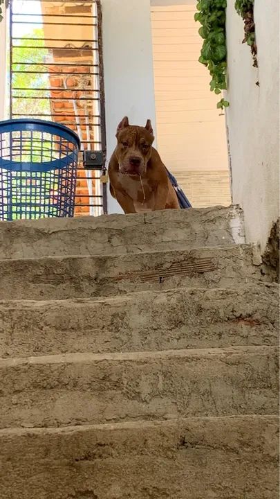 Filhote Pitbull - Foto 3