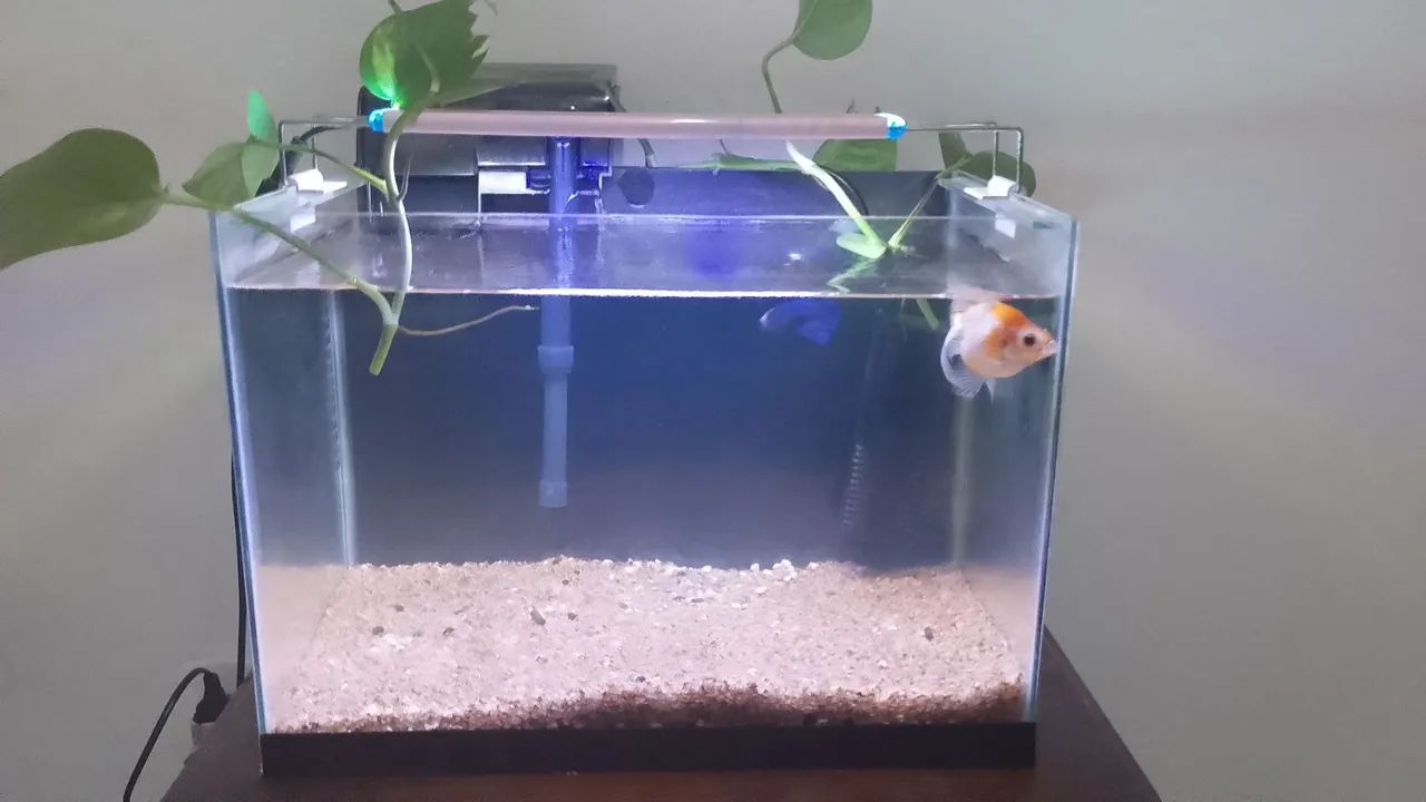 Aquário completo  - Foto 4