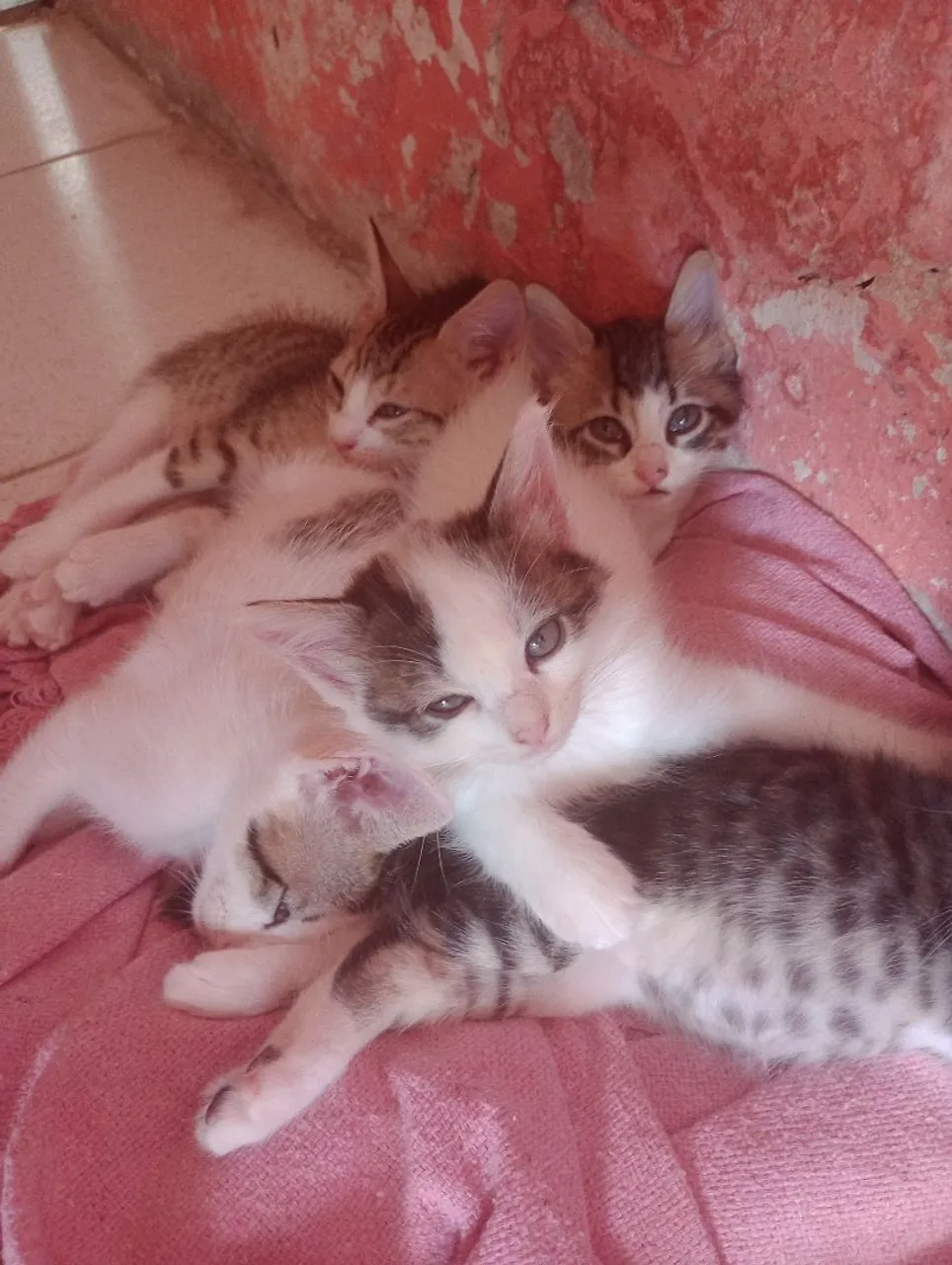 Gatinhos adoráveis para adoção