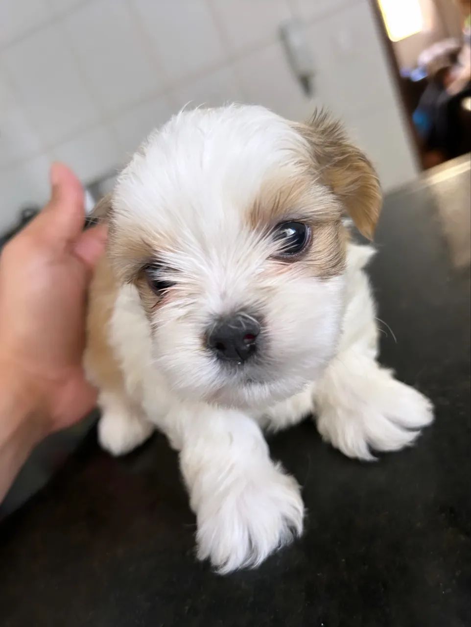 FILHOTE SHIH-TZU FÊMEA E MACHO