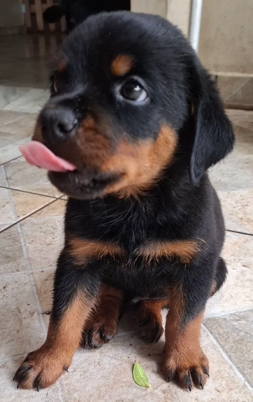 Lindos filhotes de Rottwailler