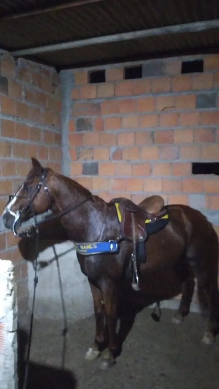 Cavalo de direita pra negocil