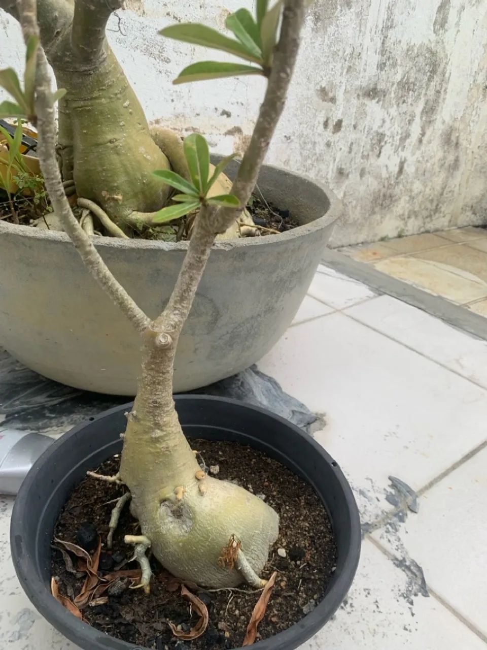 Lote com 10 rosas do deserto  - Foto 6