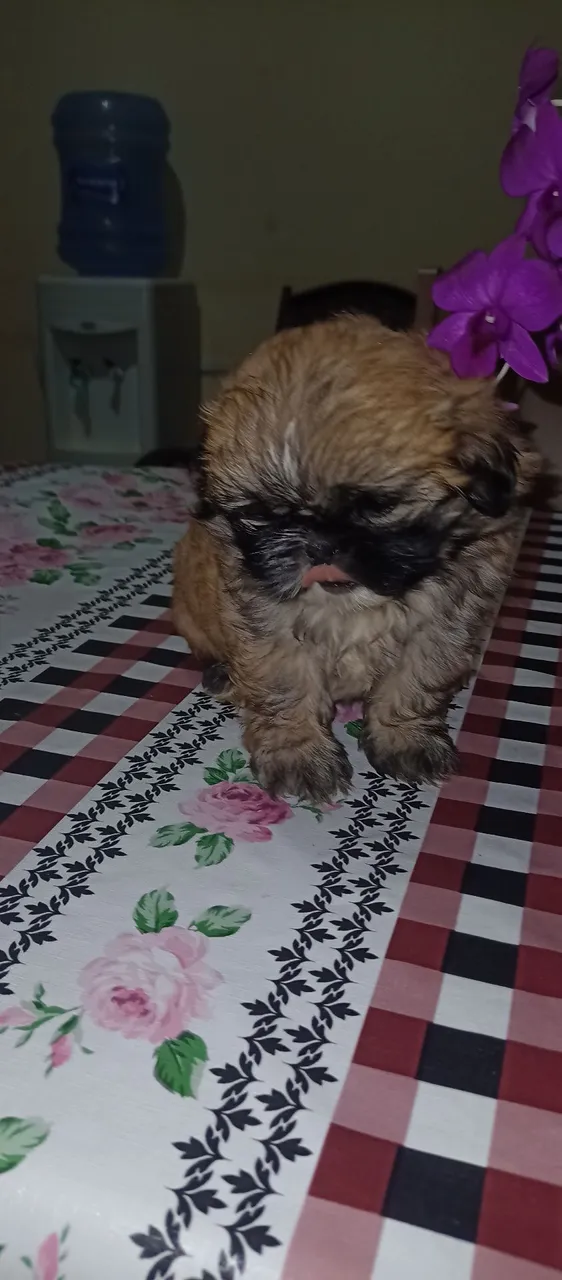 Filhote Shih Tzu macho e fêmea disponível para venda