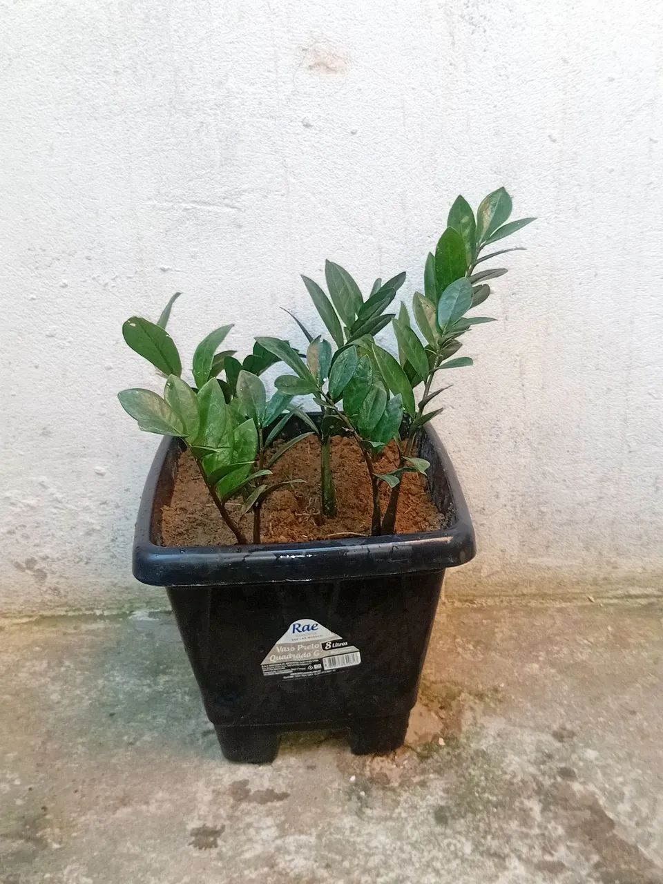 Vendo com vaso  - Foto 2