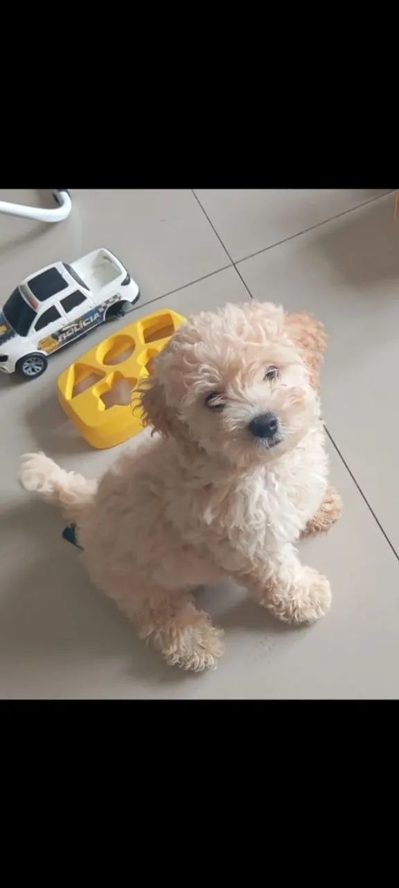 Venda cachorro poodle - Foto 2