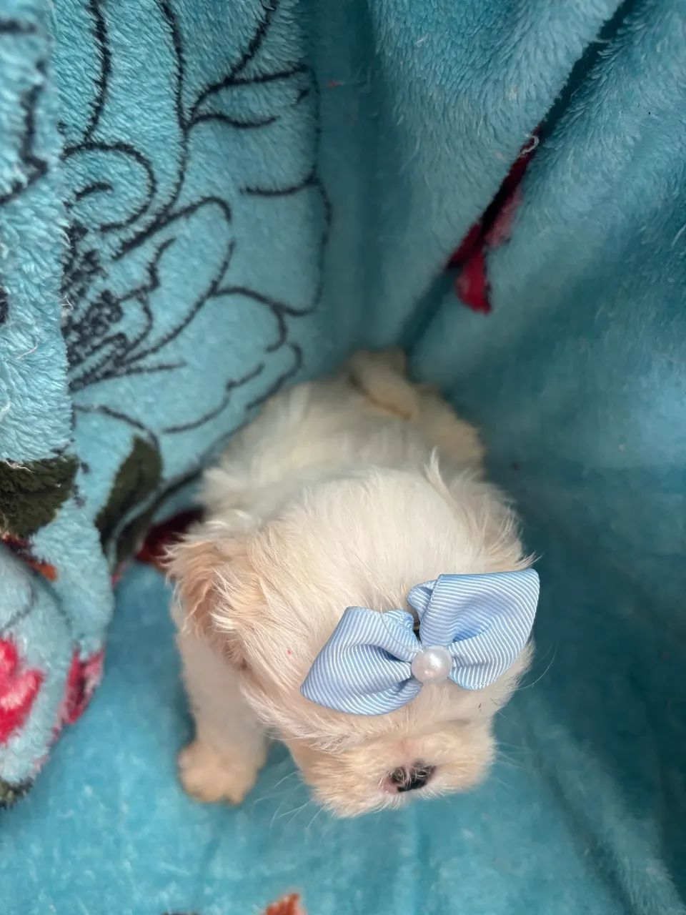Shihtzu macho  - Foto 5