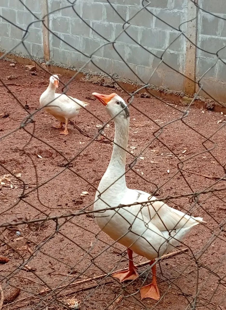 Ganso - Foto 3