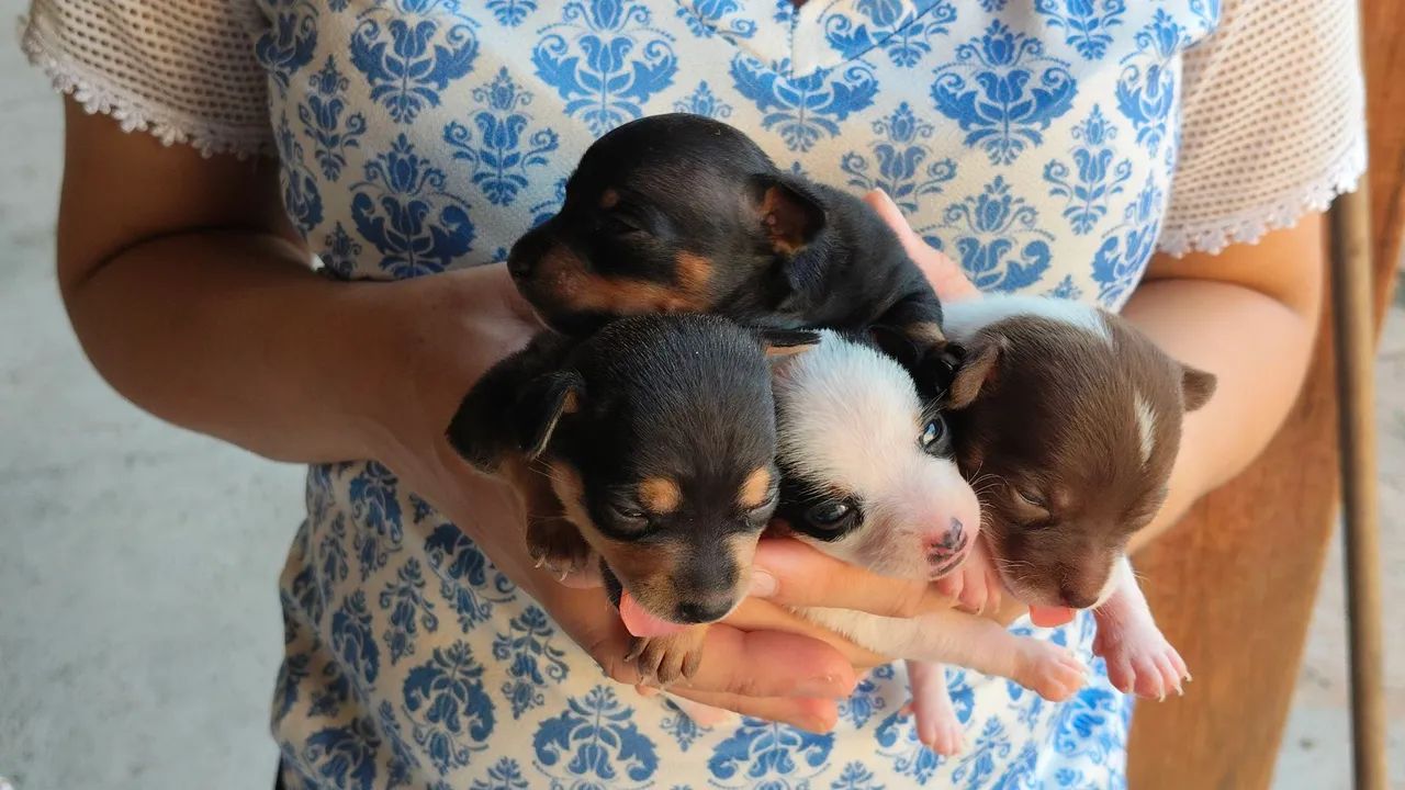 Animais - Foto 3