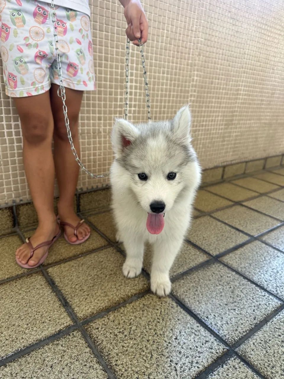 Husky siberiano  - Foto 2