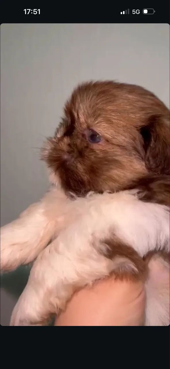 Shihtzu zero focinho com pedigree  - Foto 4