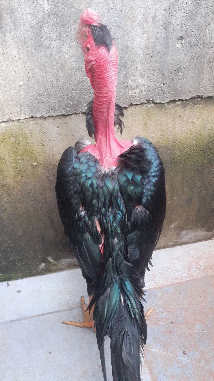 Polaco mandagascar puro - Foto 2