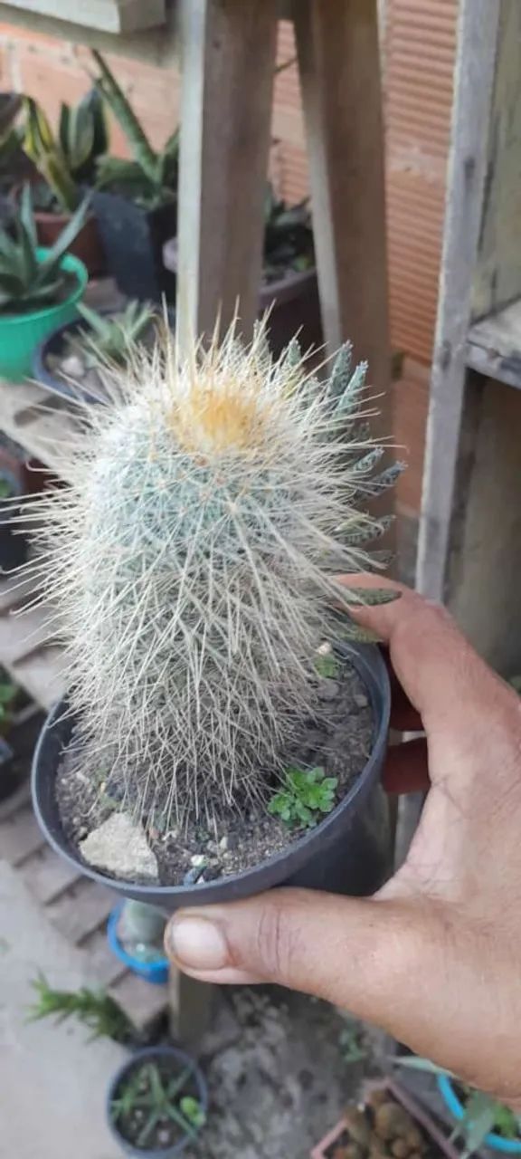 Cactos de várias espécies  - Foto 5