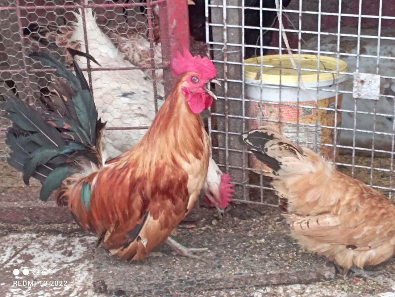 Galinha e galo