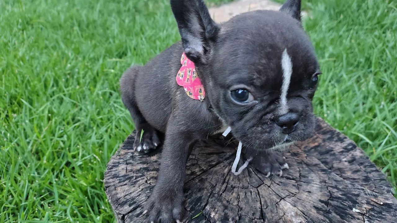 Belíssimos exemplar machinho - Foto 4