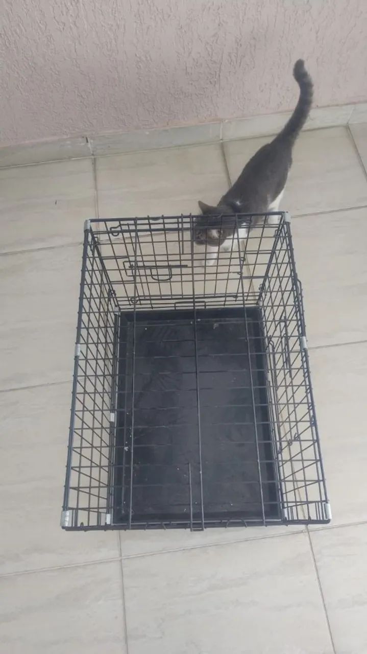 Caixa transporte para pet - Foto 2