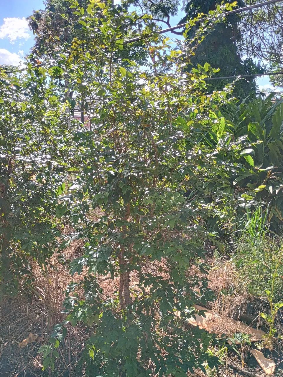Jabuticaba híbrida produzindo  - Foto 4