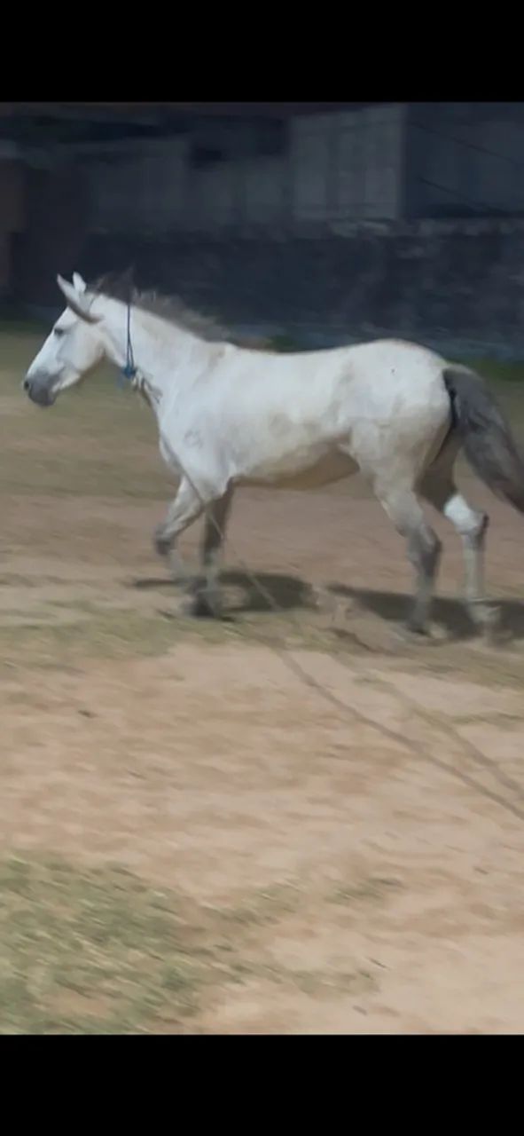 Cavalo
