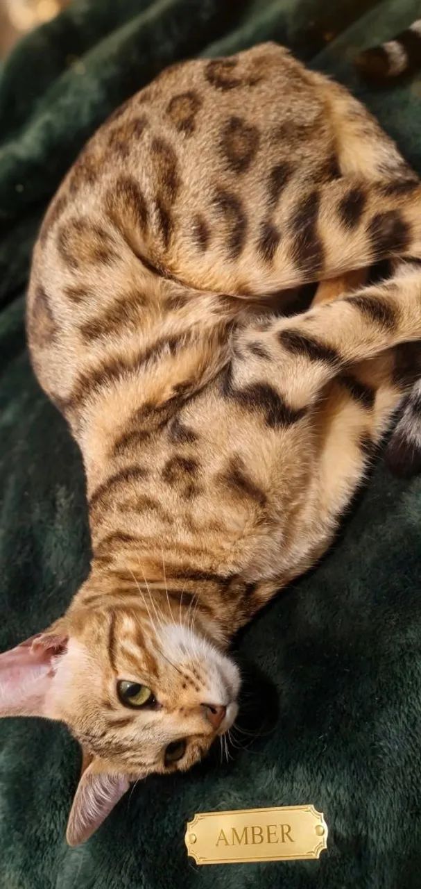 Gato bengal 