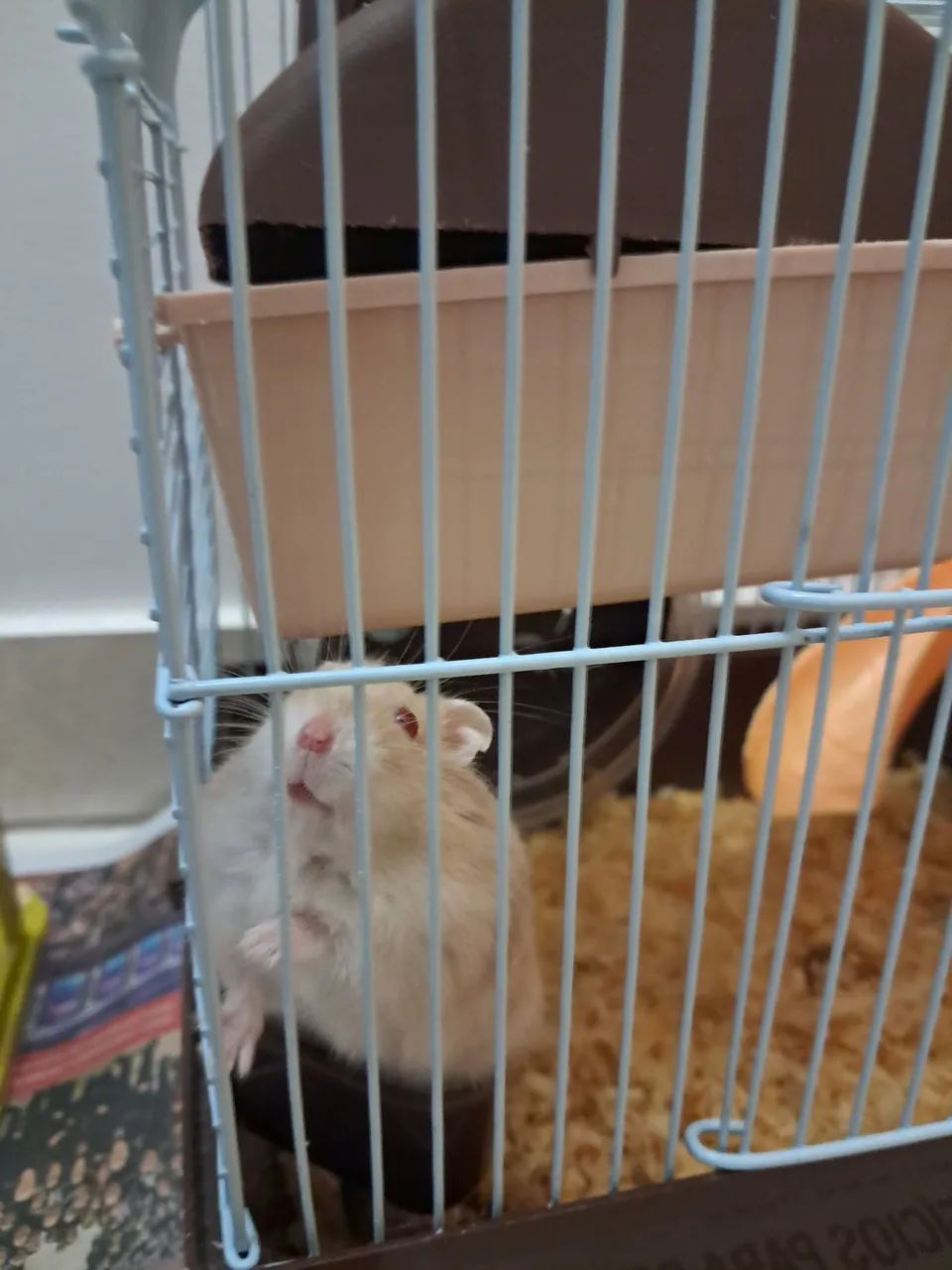 Pet